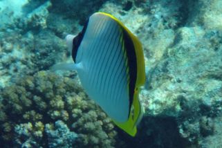 Chaetodon lineolatus - Riesen-Falterfisch (Gestreifter-Falterfisch)